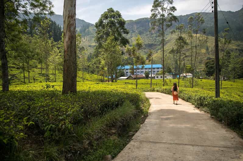 Private Kandy Pinnawala Day Tour From Kalutara - Activities