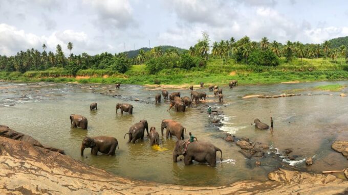 Private Kandy Pinnawala Day Tour From Kalutara - Highlights