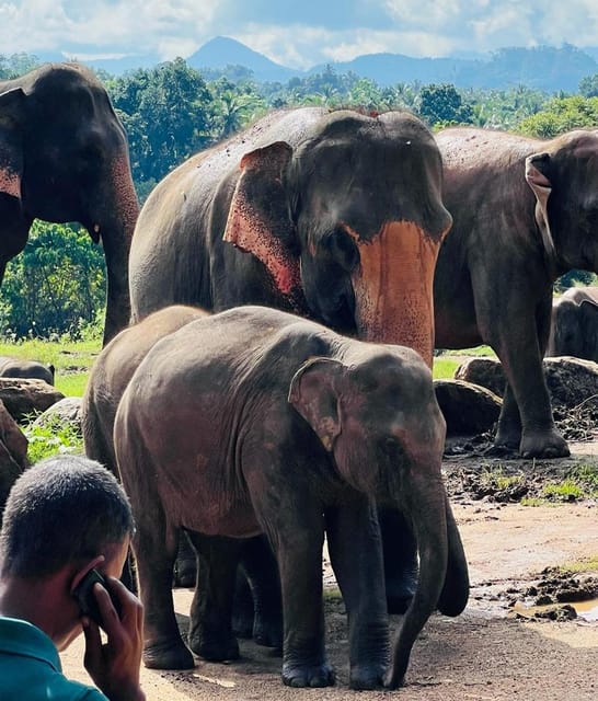 Private Kandy to Pinnawala Tuk Tuk Day Tour - Pickup and Drop-off Locations