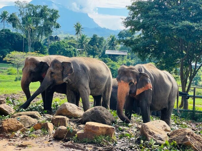 Private Kandy to Pinnawala Tuk Tuk Day Tour - Inclusions and Exclusions
