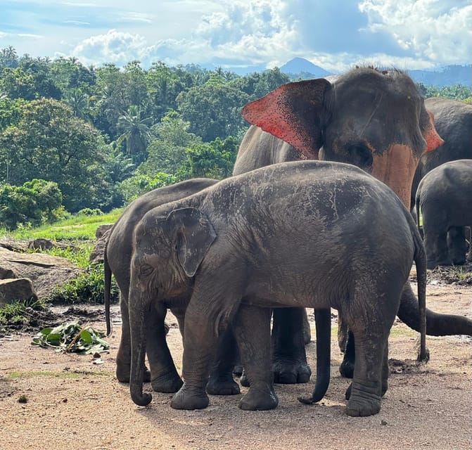 Private Kandy to Pinnawala Tuk Tuk Day Tour - Cultural Insights