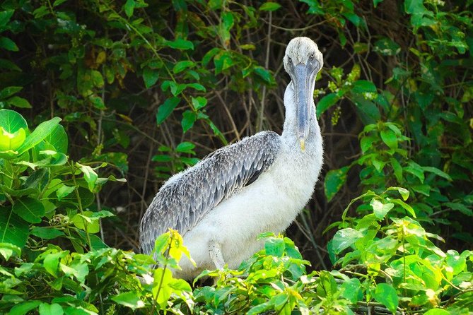 Private Kayaking in Los Haitises With a Tour Guide From Caño Hondo - Tour Pricing and Cancellation