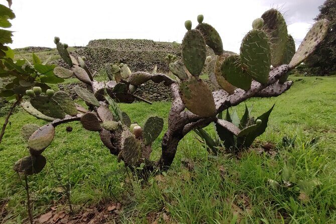 Private kayaks tour in Xochimilco & Cuicuilco pyramid - Who Would Love This Tour?