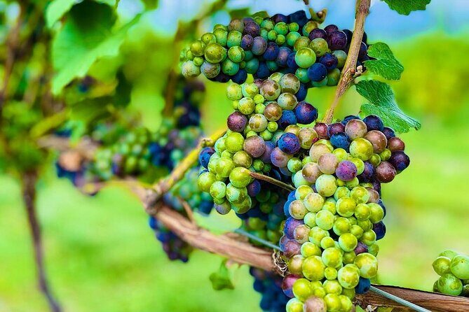 Private Kelowna Sip Tour - Key Points