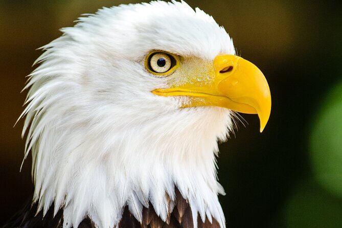 Private Ketchikan Wildlife and Sightseeing Tour - Authentic Encounters: What Other Travelers Say