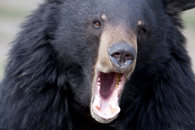 Private Ketchikan Wildlife and Sightseeing Tour - Why This Tour Is Worth Considering