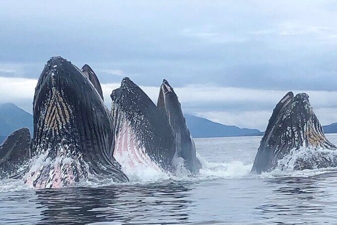 Private Ketchikan Wildlife and Sightseeing Tour - Who Will Love This Tour?