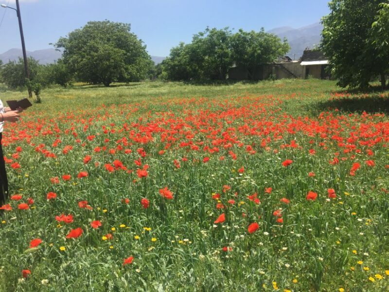 Private-Knossos Palace-Zeus Cave-Villages-Olive Oil Factory - Pricing and Value  