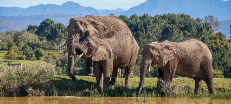 Private Knysna Tour - Full Day - Good To Know