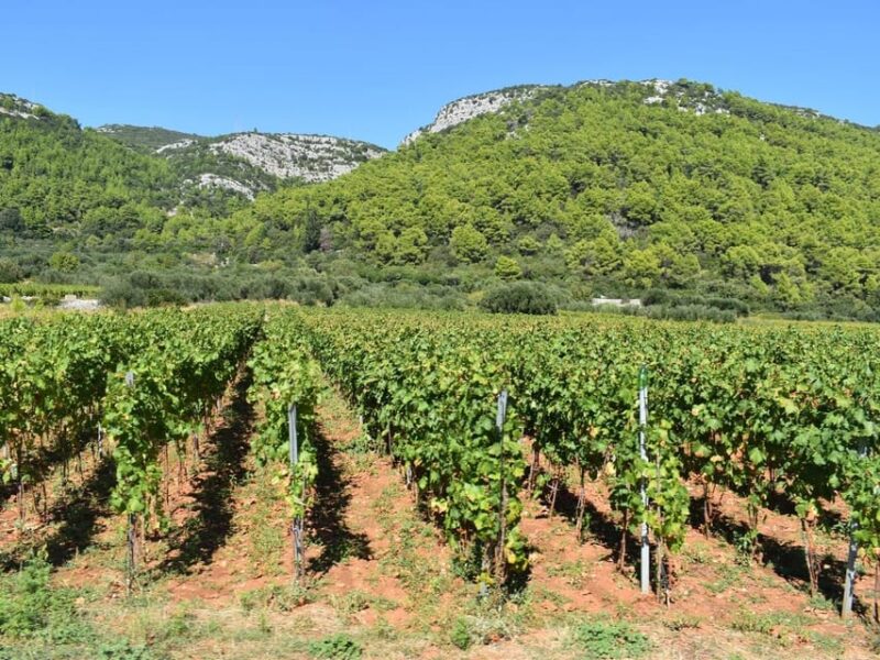 Private Korčula Island: Wine & Sightseeing Tour - Culinary Experiences