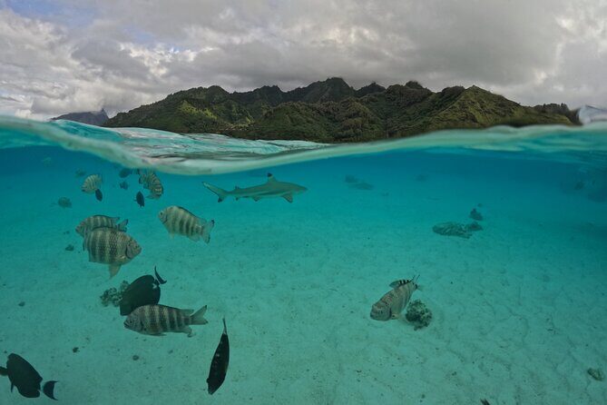 Private Lagoon Exploration and Snorkeling in Moorea - The Sum Up