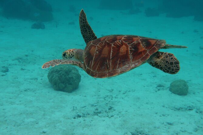 Private lagoon tour (rays, sharks, turtles) by boat in Moorea - Final Thoughts: Is This Tour Right for You?