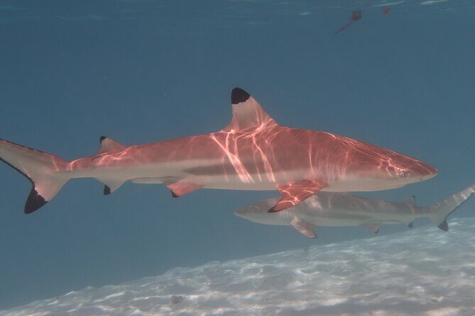 Private lagoon tour (rays, sharks, turtles) by boat in Moorea - Frequently Asked Questions