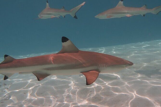 Private lagoon tour (rays, sharks, turtles) by boat in Moorea - Final Word