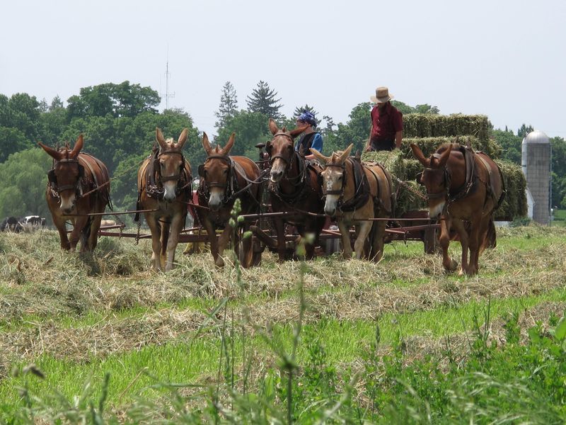 Private Lancaster County Amish Tour From Philadelphia - Key Points