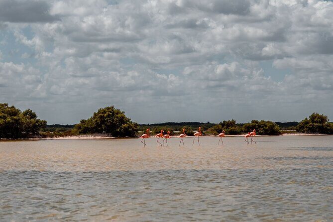 Private Las Coloradas and Ria Lagartos Tour - Key Points
