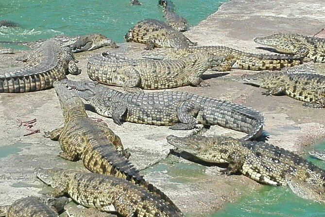 Private Le Cape Animal Farms Full Day Tour - Key Points