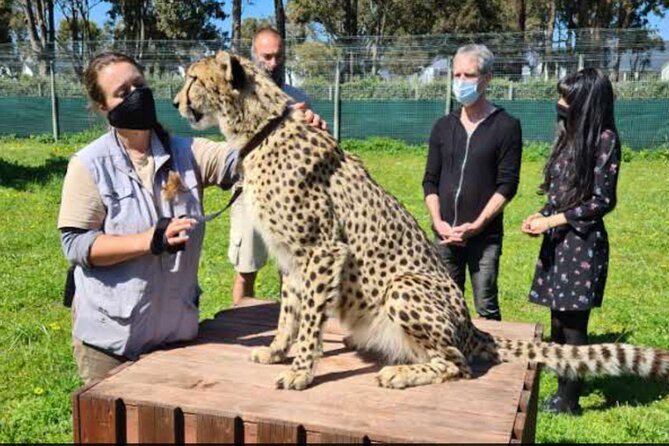 Private Le Cape Animal Farms Full Day Tour - Pickup and Accessibility