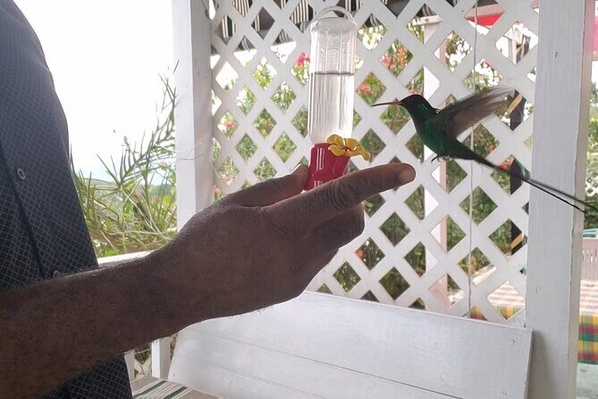 Private Lethe River Rafting and Bird Sanctuary Tour in Negril - FAQ