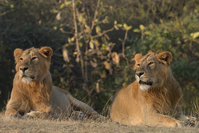 Private Lion Safari in the Gir National Park in Gujarat - Good To Know