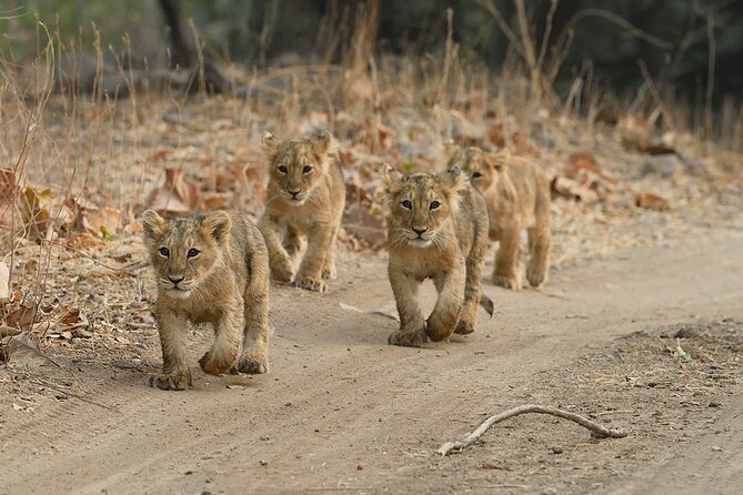 Private Lion Safari in the Gir National Park in Gujarat - Accessibility Information