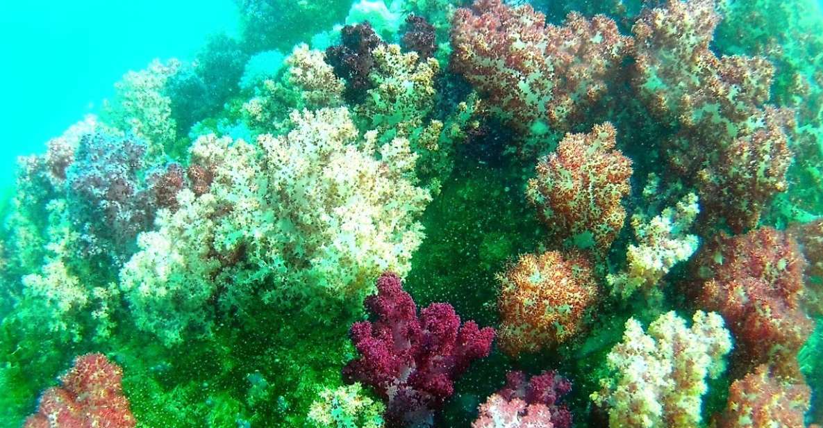 Private Lipe Snorkeling Outside Zone By Long Tail Boat - Suitability and Precautions