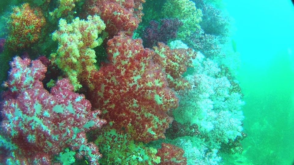 Private Lipe Snorkeling Outside Zone By Long Tail Boat - Frequently Asked Questions