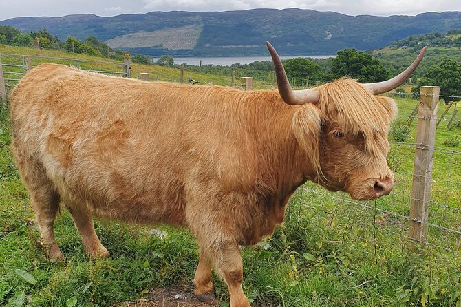 Private Loch Ness & Highland Adventure Guided Tour - Traveler Testimonials and Photos