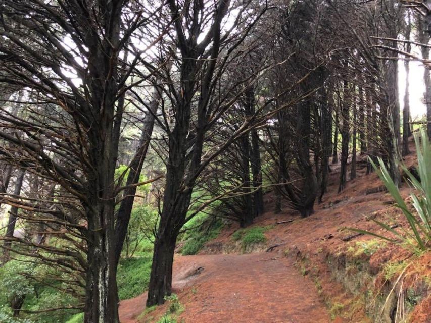 Private Lord of the Rings Tour Wellington With Lunch - Reviews and Feedback