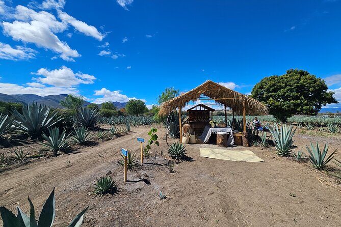 Private Lunch in Mezcal Maguey Fields - The Sum Up