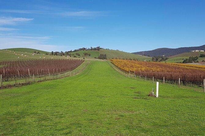 Private, Luxury and Tailored Yarra Valley Wine Tour - Comprehensive Review of the Private, Luxury, and Tailored Yarra Valley Wine Tour
