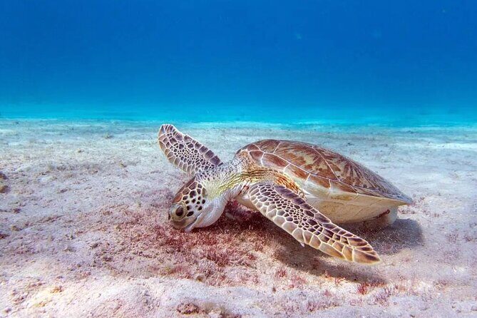 Private Luxury Boat Tour in Bonaire Customize Your Escape - What to Expect from the Itinerary