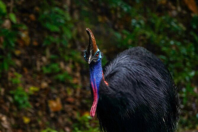 Private Luxury Cape Tribulation Adventure and Crocodile Cruise - Experience the Best of Daintree and Cape Tribulation with a Private Luxury Tour