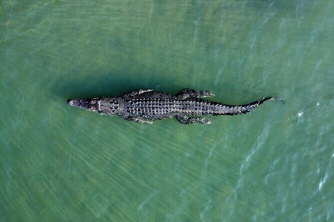 Private Luxury Cape Tribulation Adventure and Crocodile Cruise - What Makes This Tour Stand Out