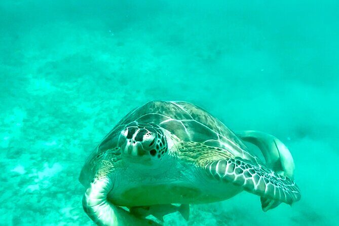 Private Luxury Catamaran Half Day Charter - Key Points