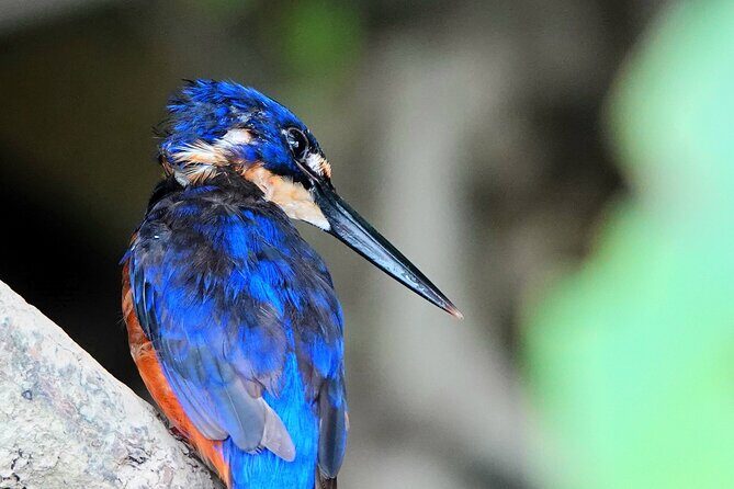 Private Luxury Daintree Dream Tour All Inclusive - The Practicalities: What’s Included and What to Know