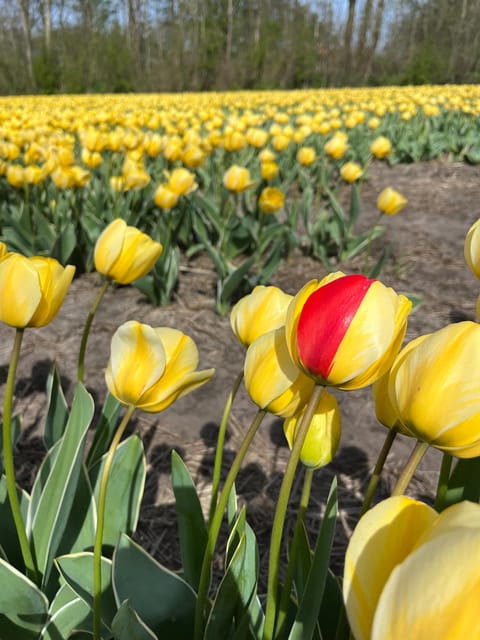 Private Luxury Full Day Tour: Kinderdijk, Volendam, Cheese - Tour Inclusions and Amenities