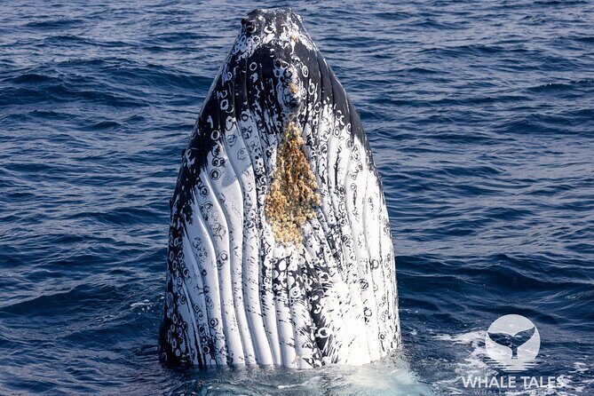 Private Luxury Intimate Whale Watching - Final Takeaway