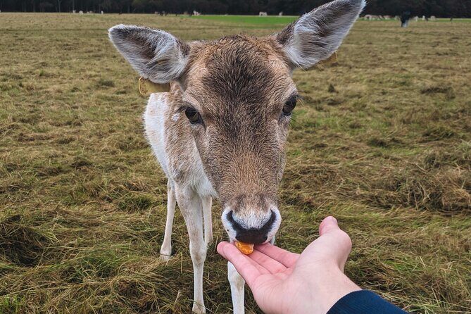 Private Luxury Tour of Dublin - Experience Overview: An Insider’s Look at the Dublin Private Tour