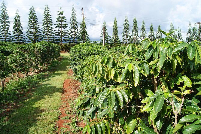 Private Luxury Tour of Kauai: South & West Shores - Kauai Coffee Company — A Tasty Break