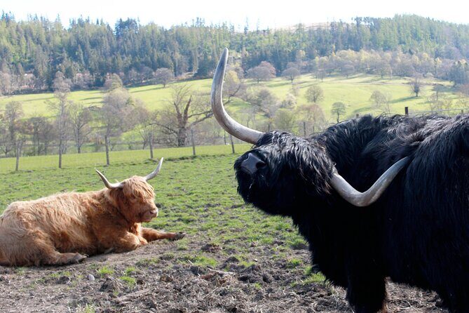 Private Luxury Tour of The Highlands and Loch Ness From Glasgow - Frequently Asked Questions