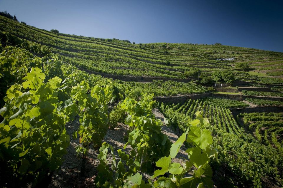 Private Luxury Wine & Food Tour in Douro - Winery Visits