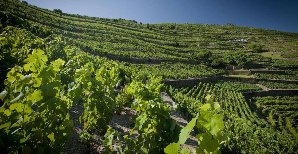 Private Luxury Wine & Food Tour in Douro - Culinary Experiences
