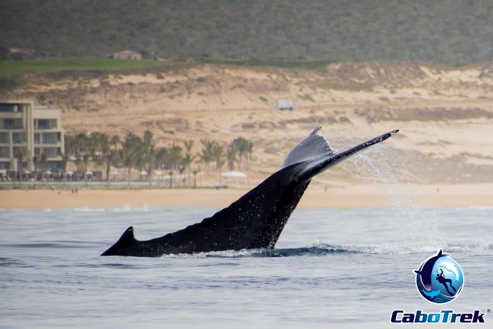 Private Luxury Yacht Whale Watching - Luxury Yacht Details