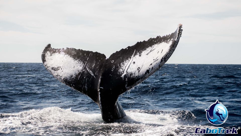 Private Luxury Yacht Whale Watching - Expert Marine Biologists