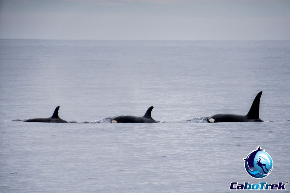 Private Luxury Yacht Whale Watching - Observing Humpback Whales