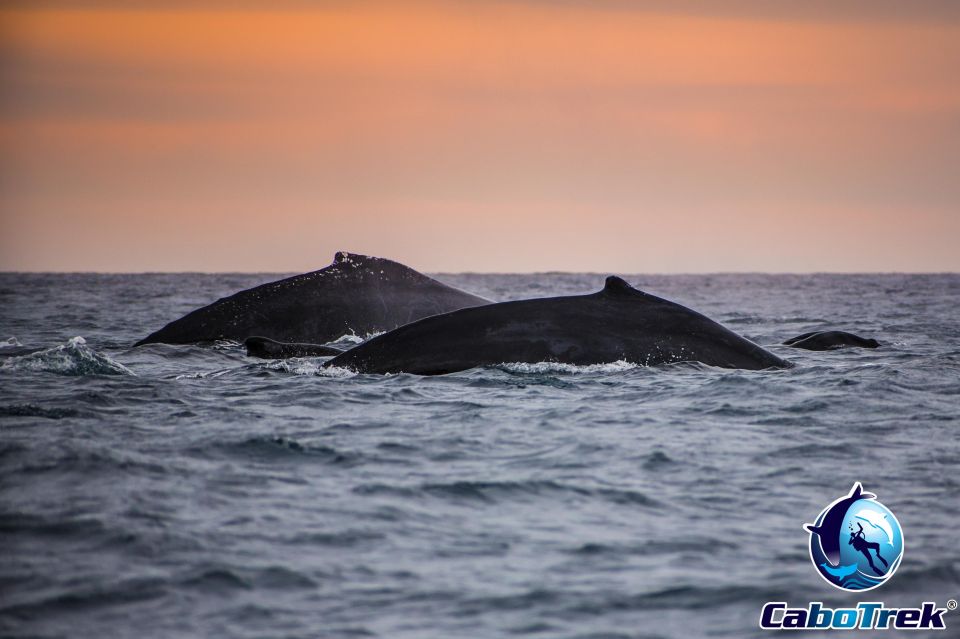 Private Luxury Yacht Whale Watching - Inclusions and Duration