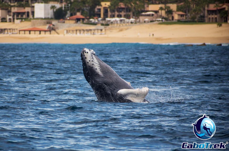 Private Luxury Yacht Whale Watching - Flexibility and Booking