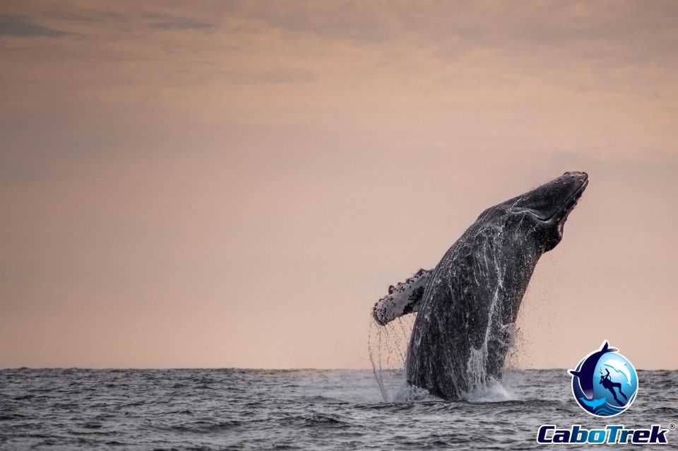 Private Luxury Yacht Whale Watching - Highlights of the Tour