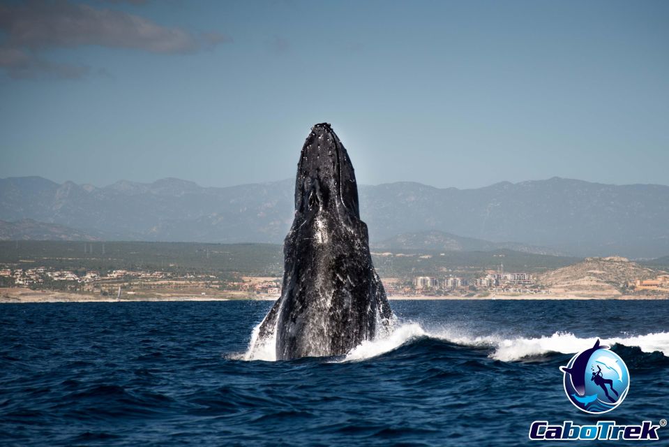 Private Luxury Yacht Whale Watching - Meeting Point and Directions